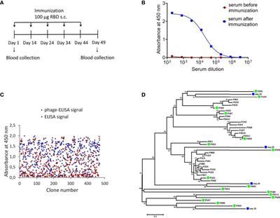 Single-Domain Antibodies Efficiently Neutralize SARS-CoV-2 Variants of Concern